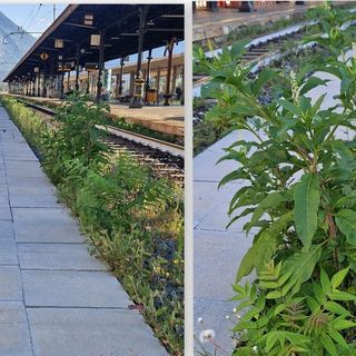 Erba alta alla stazione: brutto biglietto da visita per i turisti