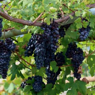 Troppa pioggia, il Vallese 'allenta' i requisiti per il vino Doc