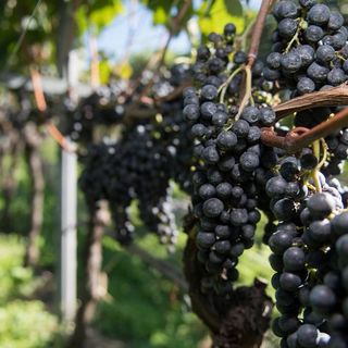 Vendemmia 2021, in Svizzera mai così male dal 1957