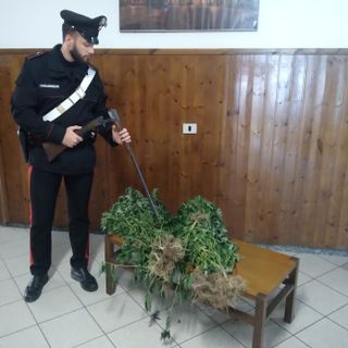 Coltivava cannabis in casa: pregiudicato domese denunciato dai carabinieri