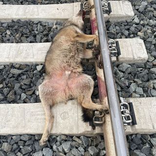Ornavasso, lupo investito da un treno