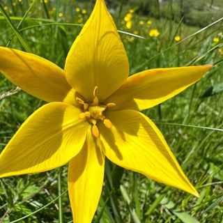 I tulipani estivi tornano a fiorire a Bugliaga di Trasquera FOTO
