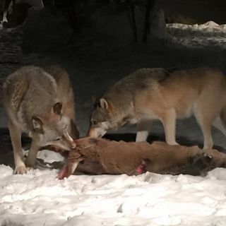 Si moltiplicano gli avvistamenti di lupi vicino alle case in Valle Anzasca