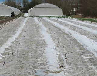 Maltempo in Piemonte, Molinari: &quot;Importante il sostegno alle aziende agricole&quot;