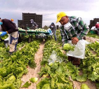 Agricoltura, aperto il bando per la sistemazione dei lavoratori stagionali