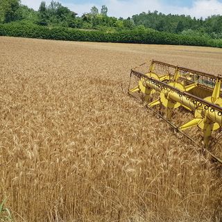 L'appello di Coldiretti: &quot;Contro le speculazioni sul grano valorizzare i progetti di filiera Made in Piemonte&quot;