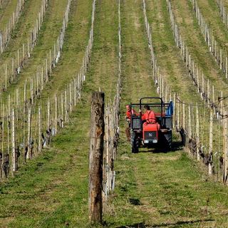 Imprenditoria giovanile, Coldiretti Piemonte: &quot;Servono semplificazioni per l'accesso alla terra&quot;