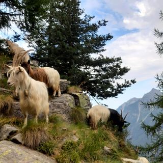''L'inutilità del progetto Wolfalps, intanto il lupo distrugge la nostra economia''