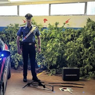 Coltivava cannabis nell'orto, denunciato dai Carabinieri