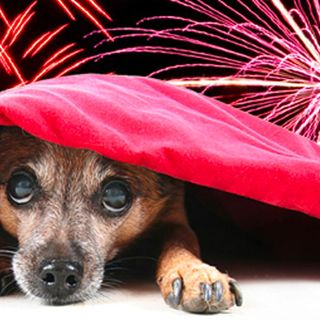 L'appello dell'associazione ViviPiemonte: &quot;Divieto di botti durante le Feste e in particolare a Capodanno&quot;