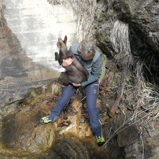 Cucciolo di camoscio finisce in trappola sulle rocce, salvato dalla Polizia provinciale FOTO E VIDEO