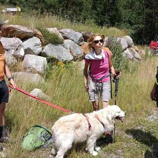 Sfugge ai padroni e precipita in un rio a Macugnaga, golden retriver recuperato dall'elicottero dei Vigili del fuoco