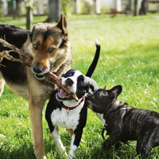 Aidaa:" In italia si acquistano ogni anno 70.000 cuccioli"