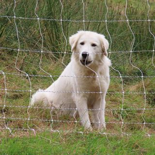 Lupi e sicurezza del bestiame: le indicazioni dei Parchi sui cani da guardiania