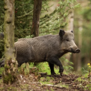 Coldiretti: fallimentari le azioni della Regione sulla fauna selvatica