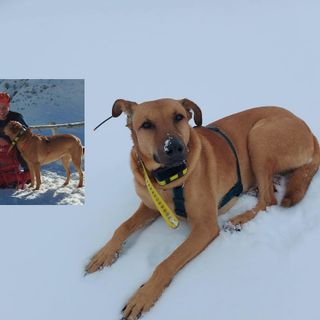 &quot;Aiutateci a trovare Eos, il cane di Vanessa&quot;