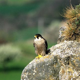 Parco Val Grande, serata divulgativa sul falco pellegrino e l'aquila reale