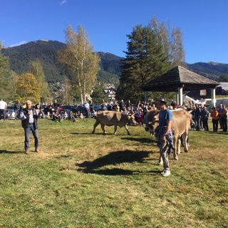 Esposti oltre 240 capi alla Mostra bovina in Vigezzo