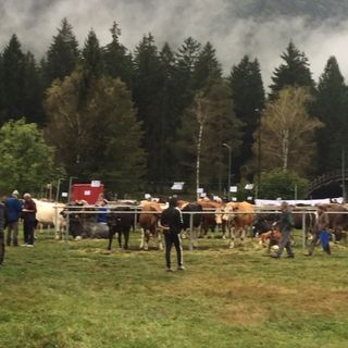 La pioggia non ferma la tradizionale mostra  bovina