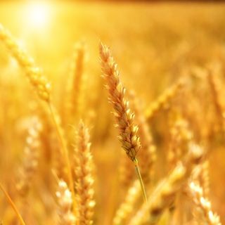 Regione, aperti i bandi per il credito di conduzione in favore di imprenditori agricoli singoli e associati