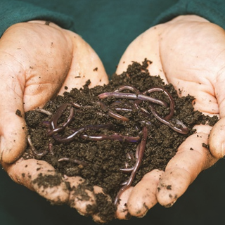 Humus di lombrico: tutto quello che devi sapere su questo fertilizzante naturale Humus di lombrico: tutto quello che devi sapere su questo fertilizzante naturale
