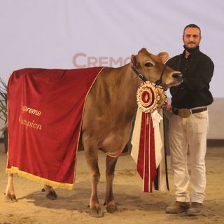 Nella foto (tratta dal sito dell'azienda): la vacca della stalla ossolana premiata a Cremona