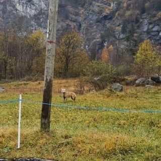 L'Ente delle Aree Protette conferma l'aumento dei lupi tra Ossola e Canton Ticino