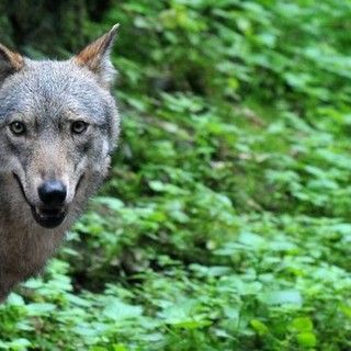 Monitoraggio del lupo nello scorso inverno, 4 gli esemplari trovati morti
