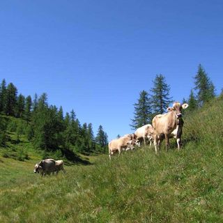 A Crodo torna la mostra bovina provinciale