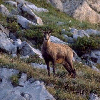 Val Grande, nuovo appuntamento con i safari escursionistici