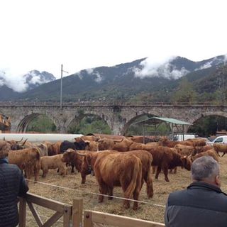 A Santa Maria Maggiore la Mostra bovina della Valle Vigezzo
