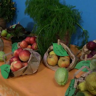 Questo fine settimana a Pontetto saranno vendute le mele dell’Aism