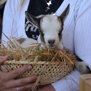 Al Centro del fondo la mostra del capretto vigezzino
