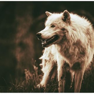 Gestione lupo Piemonte, incontro tra gli allevatori ovicaprini di montagna e il vicepresidente Carosso