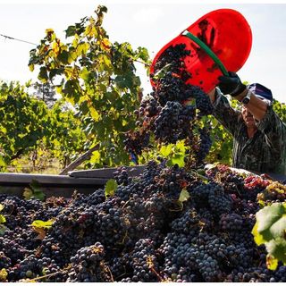 Vendemmia 2025: già conclusa quella dei bianchi ossolani, c'è attesa per i rossi Vendemmia 2025: già conclusa quella dei bianchi ossolani, c'è attesa per i rossi