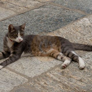 Lav, un'apericena per aiutare i gatti della provincia