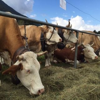 Weekend a Crodo con la Mostra bovina provinciale