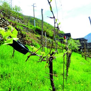 Terrazzamenti da coltivare a Borgomezzavalle e a Varchignoli
