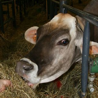 Emissioni gas serra, Coldiretti Piemonte: “L’Ispra scagiona le stalle”