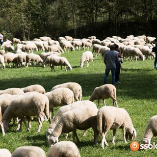 Due giorni di festa per la tradizionale transumanza della Valle Bognanco