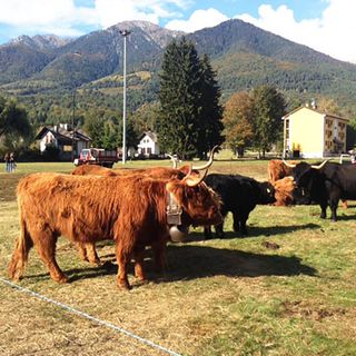 Tutto pronto per la 39a Mostra Bovina della Valle Vigezzo