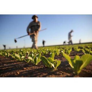 La Regione ha liquidato 21,8 milioni alle aziende agricole