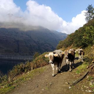 Transumanza di San Giovanni: 165 mila i bovini saliti agli alpeggi piemontesi