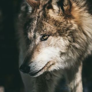 In Vallese via libera all'abbattimento di lupi