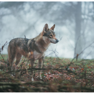 Lupo, attività formativa per gestire i cani da guardiania