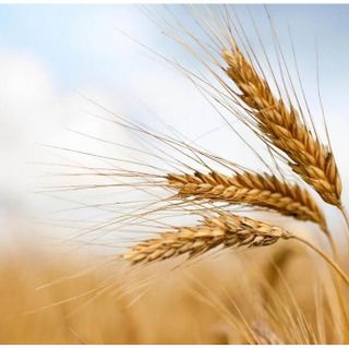 Ucraina, Coldiretti: &quot;In Italia pronti a produrre 75 milioni di quintali di mais e grano in più&quot;