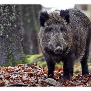 Peste suina in Piemonte: “Un commissario straordinario per la fauna selvatica”