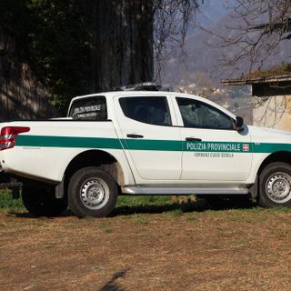Baceno, auto investe un cervo in pieno giorno