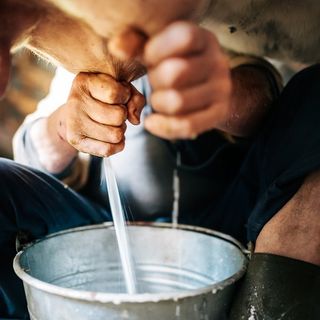 Latte, gli agricoltori di Cia all'attacco: &quot;Inaccettabili le riduzioni di prezzo&quot;