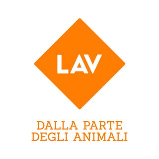 La Lav denuncia l'abbandono di una volpe ferita